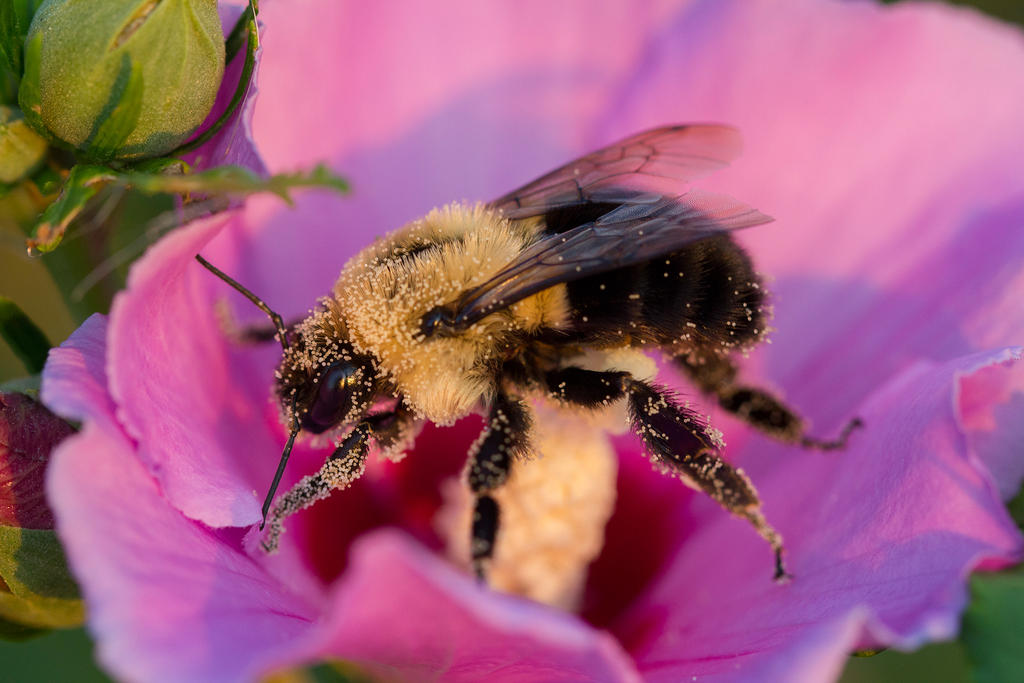 pollen_covered_bee_by_bryanwny-d5t3qsu.jpg