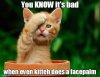kitteh.jpg