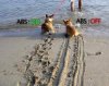 dog-with-abs.jpg