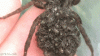 93345.gif