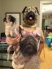 pug life.jpg pug life.jpg