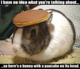 pancake_bunny.jpg pancake_bunny.jpg