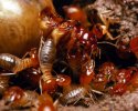 termites_large.jpg