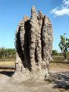 240px-Termite_Cathedral_DSC03570.jpg
