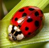 Harmonia_axyridis.jpg Harmonia_axyridis.jpg