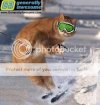 funny-cat-ski.jpg funny-cat-ski.jpg