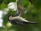 Great_Tit-_Kolkata-_upside_down_I3_IMG_5893.jpg