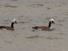 090121-geese.jpg
