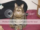 fatcat1.jpg