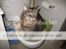 fatcat2.jpg