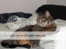 fatcat4.jpg