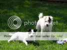 DogsApr098.jpg DogsApr098.jpg