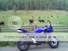 bikemoocow.jpg bikemoocow.jpg