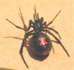 BlackWidowSpider.jpg BlackWidowSpider.jpg