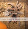 IMG_1525cr.jpg IMG_1525cr.jpg