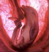 Dolphin+Fetus.jpg Dolphin+Fetus.jpg