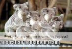 funny-pictures-australian-bobsled-team-koalas.jpg