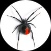 red-back-spider.jpg red-back-spider.jpg