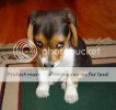 sad-puppy-762578.jpg