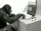monkey-on-computer.jpg monkey-on-computer.jpg