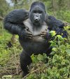 +how+one+chest+thumping+ape+wooed+his+sweetheart+3.jpg