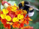 bumble-bee.jpg bumble-bee.jpg