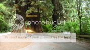 DriveThruTree-1.jpg DriveThruTree-1.jpg