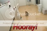 cat-saying-hooray.jpg cat-saying-hooray.jpg