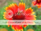 BEEandFlower.jpg BEEandFlower.jpg