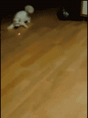 Lol_cat-1.gif