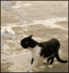 1cobra-cat-1.gif