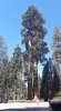 Trees.jpg