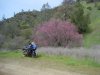 FZ6_Redbud.jpg FZ6_Redbud.jpg