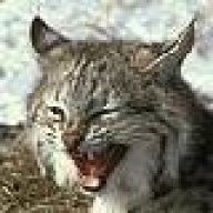 kentuckycat