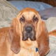 bloodhound