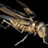 Black Hornet