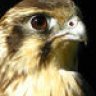 Falcon1220