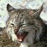 kentuckycat