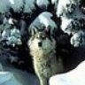 wolf4u2c