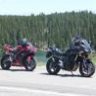 SummerFoxx