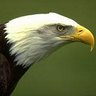 FZsEagle