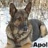 Apollo