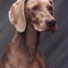 Ghost Weim