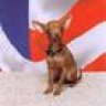 chihuahuastud