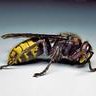 Buzz