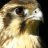 Falcon1220
