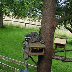 Strange Bird on top of Grandmas Bird feeder