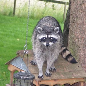 Strange Bird on top of Grandmas Bird feeder II