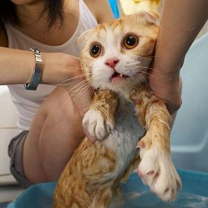 Funny cat pictures