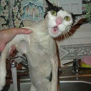 Funny cat pictures